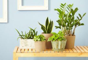 Smart Tips For Moving House Plants