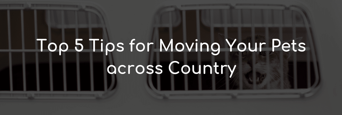 Tips for Moving Your Pets across Country